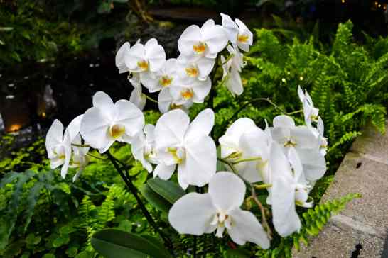 orchids (2)