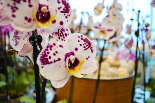 orchids (4)