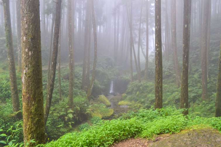 10 things that surprised me in Taiwan, Alishan forest