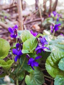 Hello spring: violets